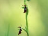 Ophrys insectifera.jpg